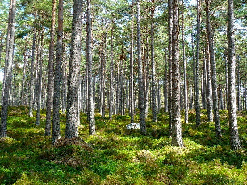 Woodland Fantasy